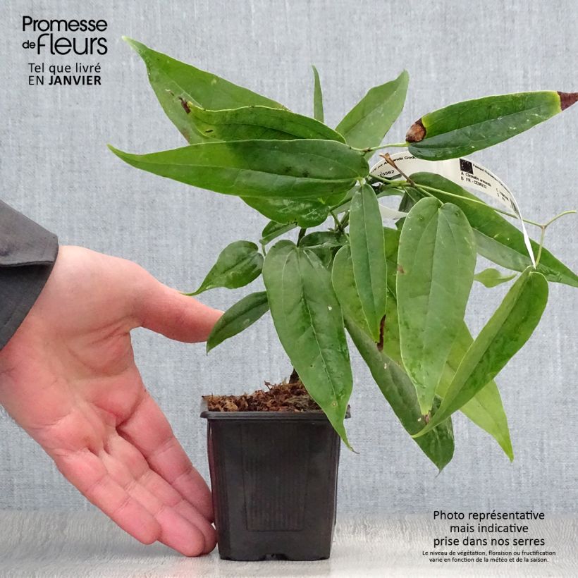 Amostra de Clematis armandii Vaso de 8/9 cm tal como entregue no inverno
