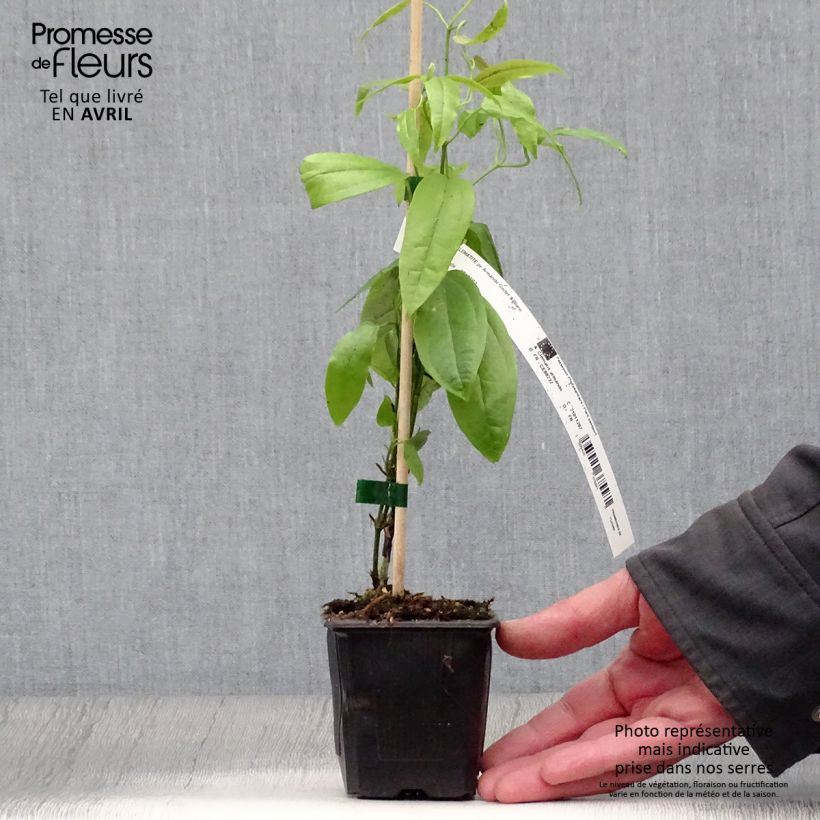 Amostra de Clematis armandii - Clematite perene Vaso de 8/9 cm tal como entregue na primavera