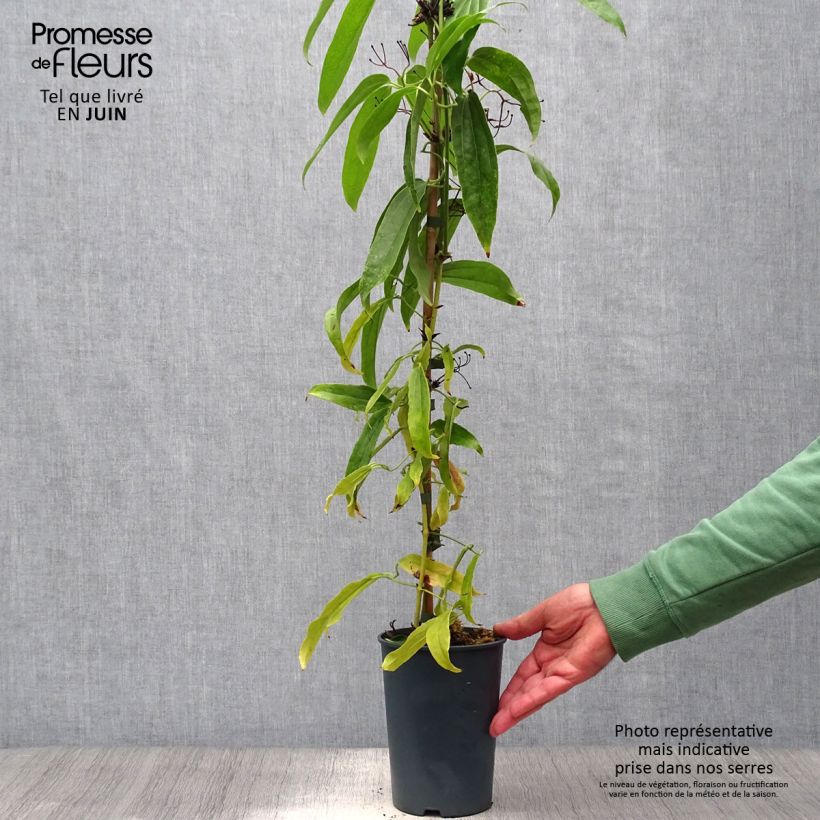 Amostra de Clematis armandii - Clematite perene Vaso de 2 L/3 L tal como entregue no verão