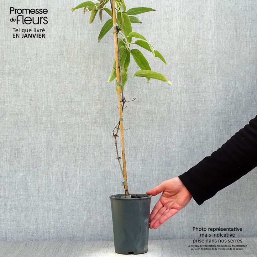 Amostra de Clematis armandii Vaso de 2 L/3 L tal como entregue no inverno