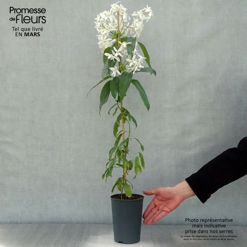 Amostra de Clematis armandii - Clematite perene Vaso de 2 L/3 L tal como entregue na primavera