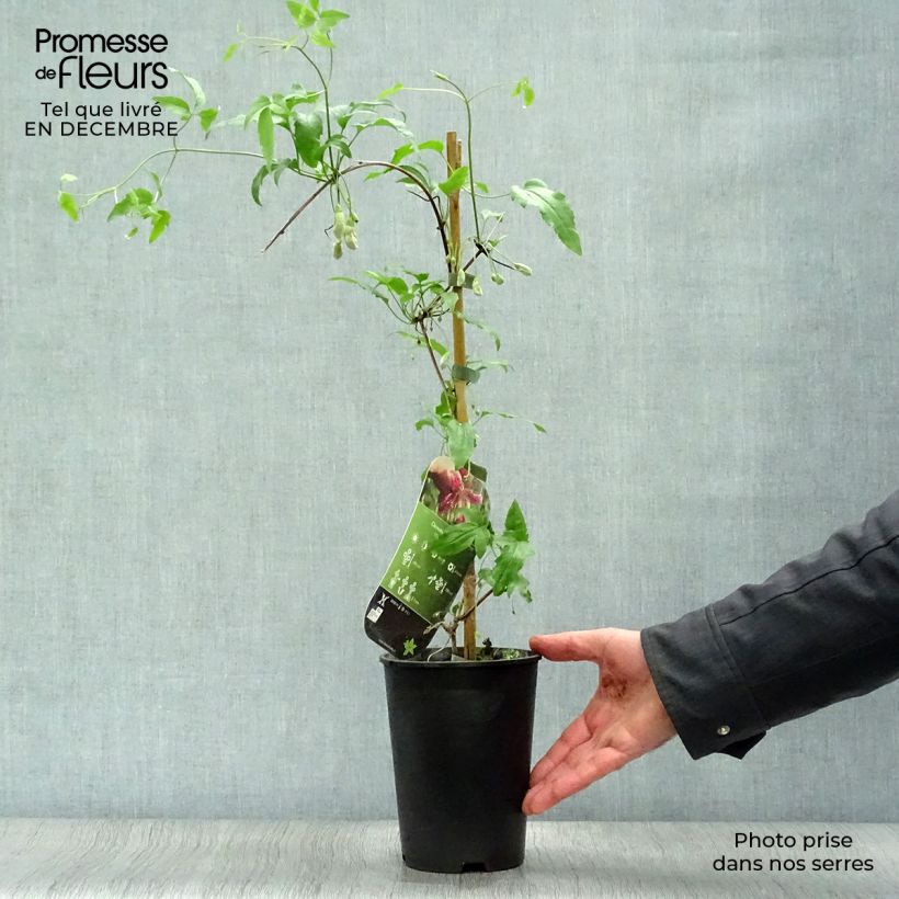 Amostra de Clematis Advent Bells Vaso de 2 L/3 L tal como entregue no inverno