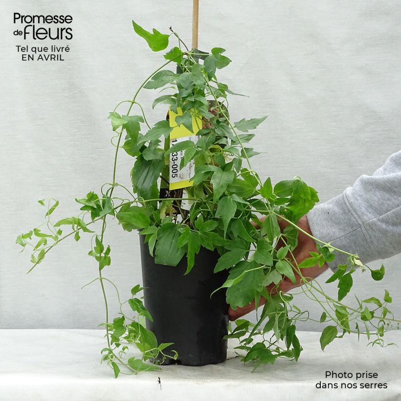 Amostra de Clematis Advent Bells Vaso de 2 L/3 L tal como entregue na primavera