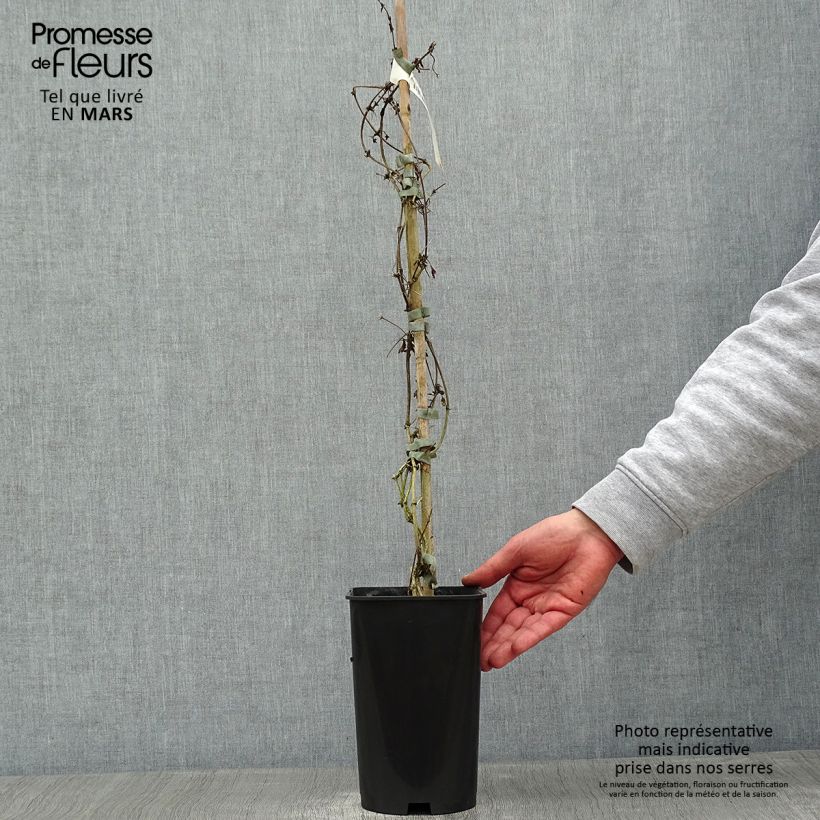 Amostra de Clematis Balearica Vaso de 2 L/3 L tal como entregue no inverno
