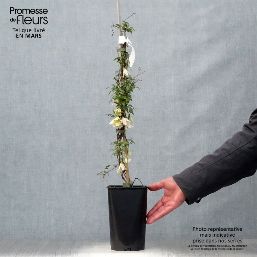 Amostra de Clematis Balearica Vaso de 2 L/3 L tal como entregue na primavera