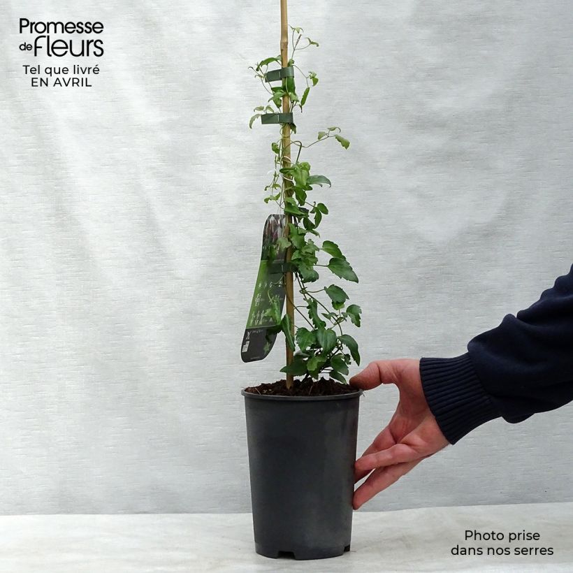 Amostra de Clematis Freckles Vaso de 2 L/3 L tal como entregue na primavera