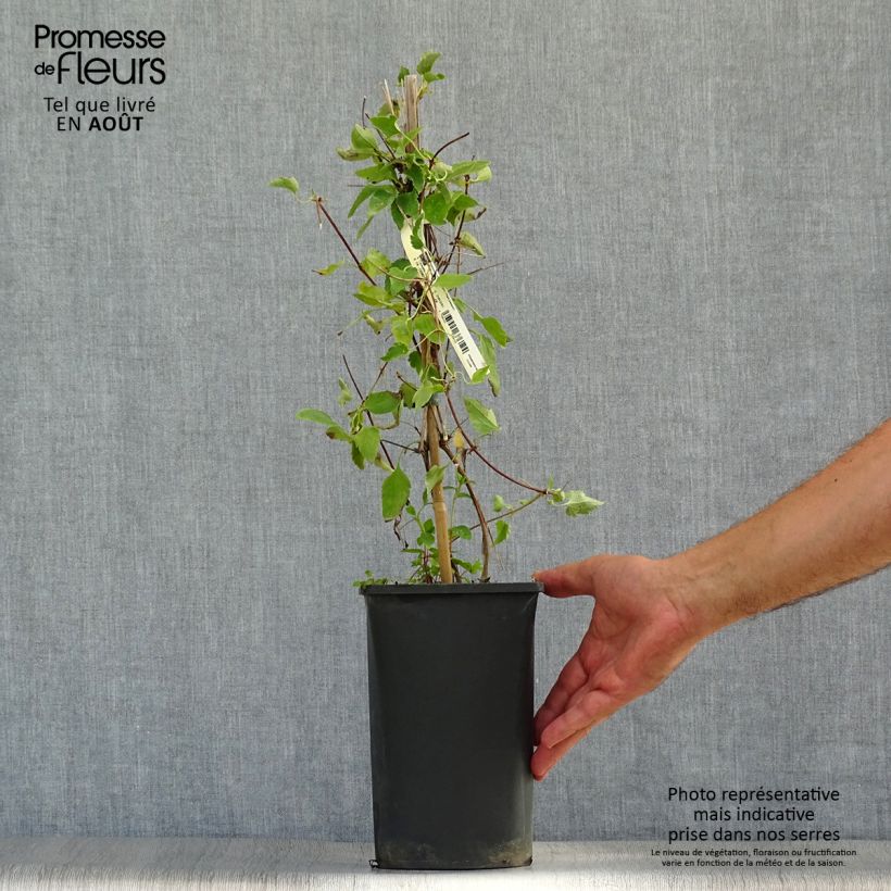 Amostra de Clematis Freckles Vaso de 2 L/3 L tal como entregue no verão