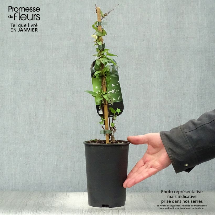 Amostra de Clematis Jingle Bells Vaso de 2 L/3 L tal como entregue no inverno