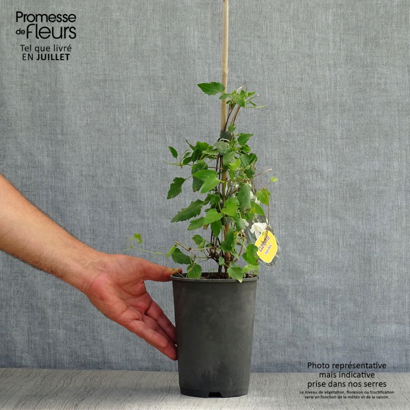 Amostra de Clematis Jingle Bells Vaso de 2 L/3 L tal como entregue no verão