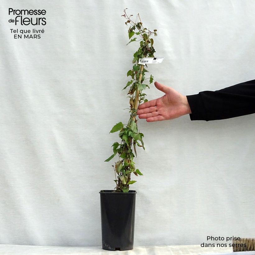 Amostra de Clematis Lansdowne Gem Vaso de 2 L/3 L tal como entregue na primavera