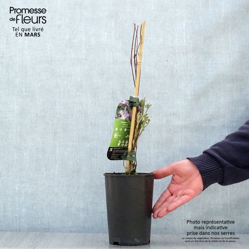 Amostra de Clematis diversifolia East River Vaso de 2 L/3 L tal como entregue na primavera