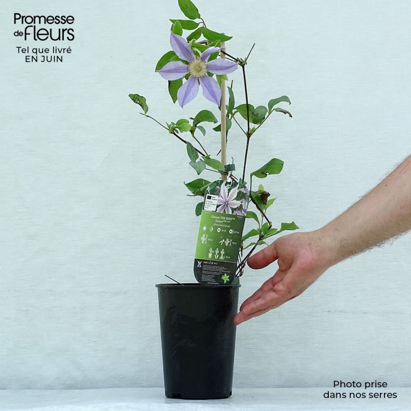 Amostra de Clematis Clematis River Star Vaso de 2 L/3 L tal como entregue no verão