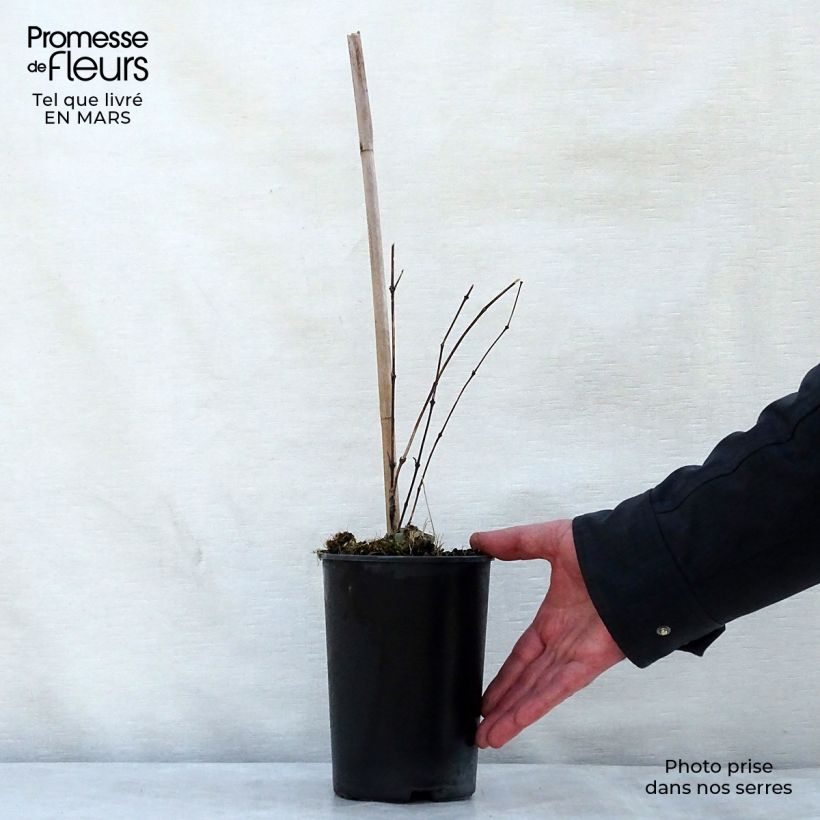 Amostra de Clematis Clematis River Star Vaso de 2 L/3 L tal como entregue na primavera