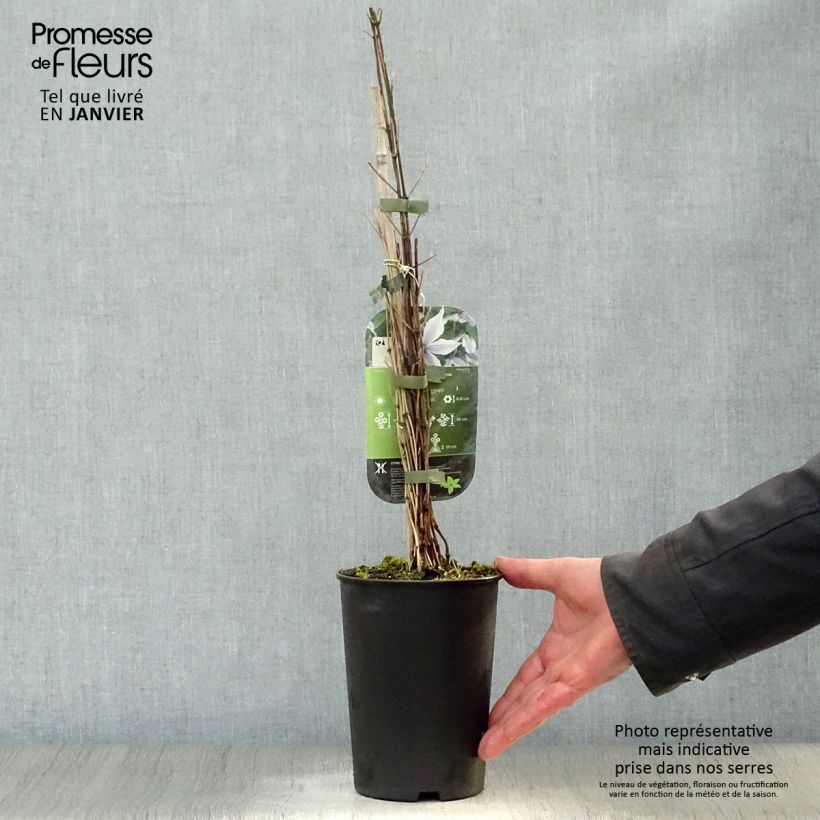 Amostra de Clématite - Clematis diversifolia River Star Vaso de 2 L/3 L tal como entregue no inverno