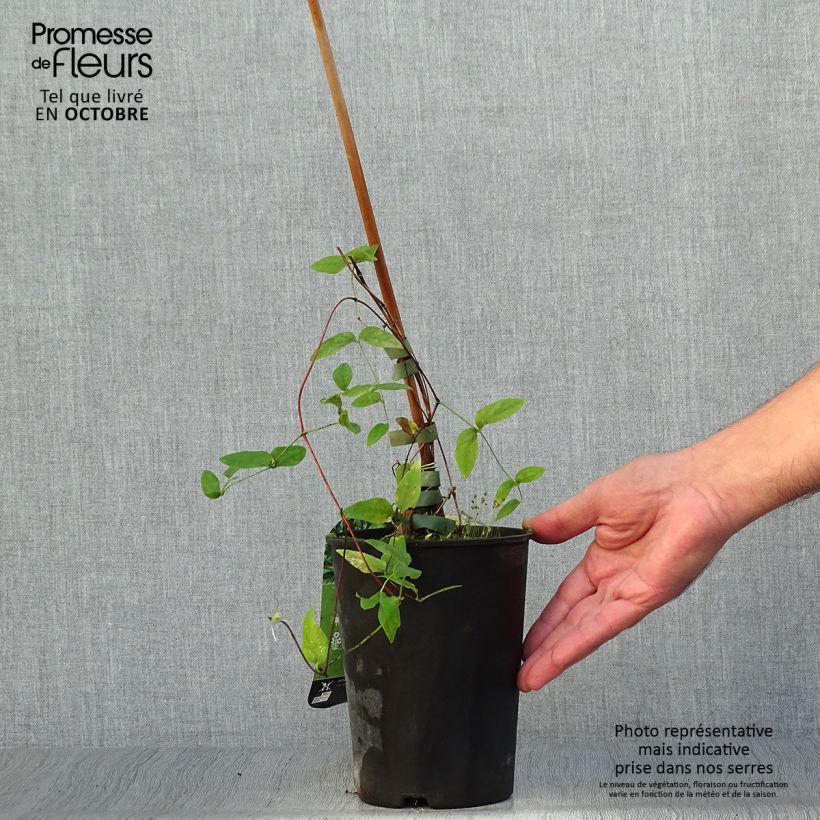 Amostra de Clematis Rooguchi Vaso de 2 L/3 L tal como entregue no outono
