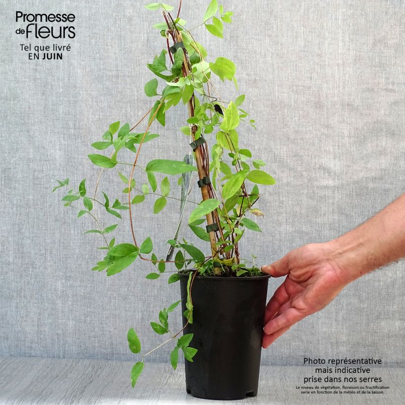 Amostra de Clematis Rooguchi Vaso de 2 L/3 L tal como entregue no verão