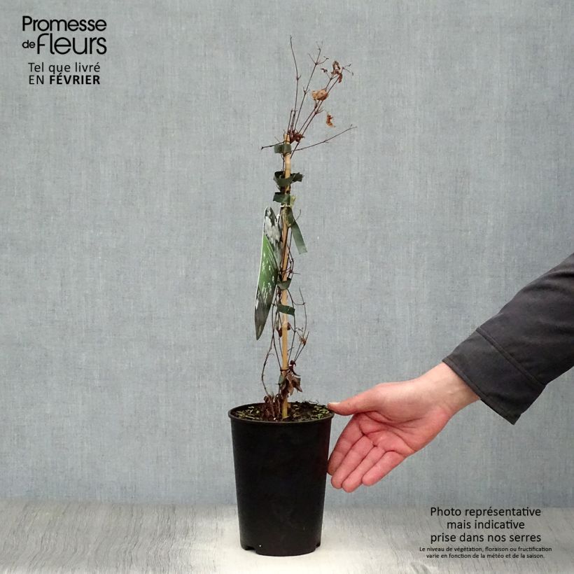 Amostra de Clematis diversifolia White Arabella Vaso de 2 L/3 L tal como entregue no inverno