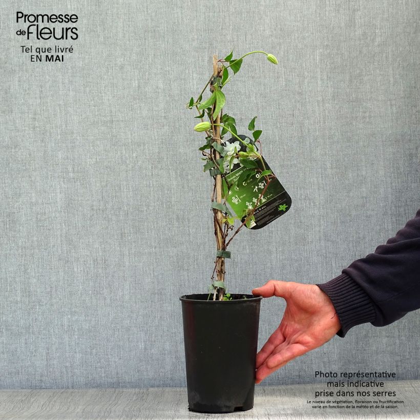 Amostra de Clematis diversifolia White Arabella Vaso de 2 L/3 L tal como entregue na primavera