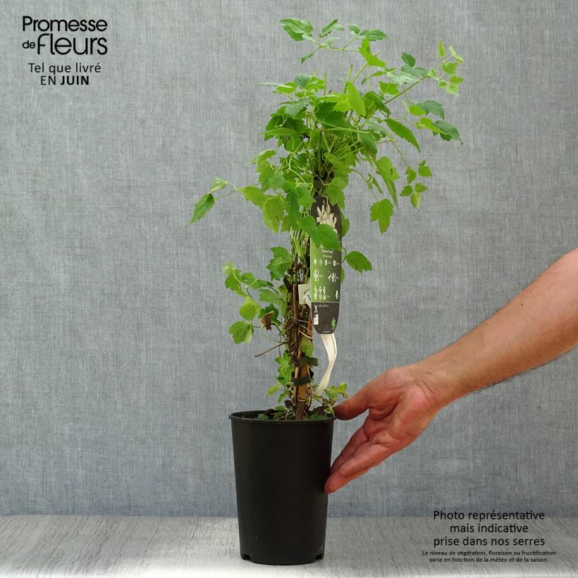 Amostra de Clematis Summersnow Vaso de 2 L/3 L tal como entregue no verão