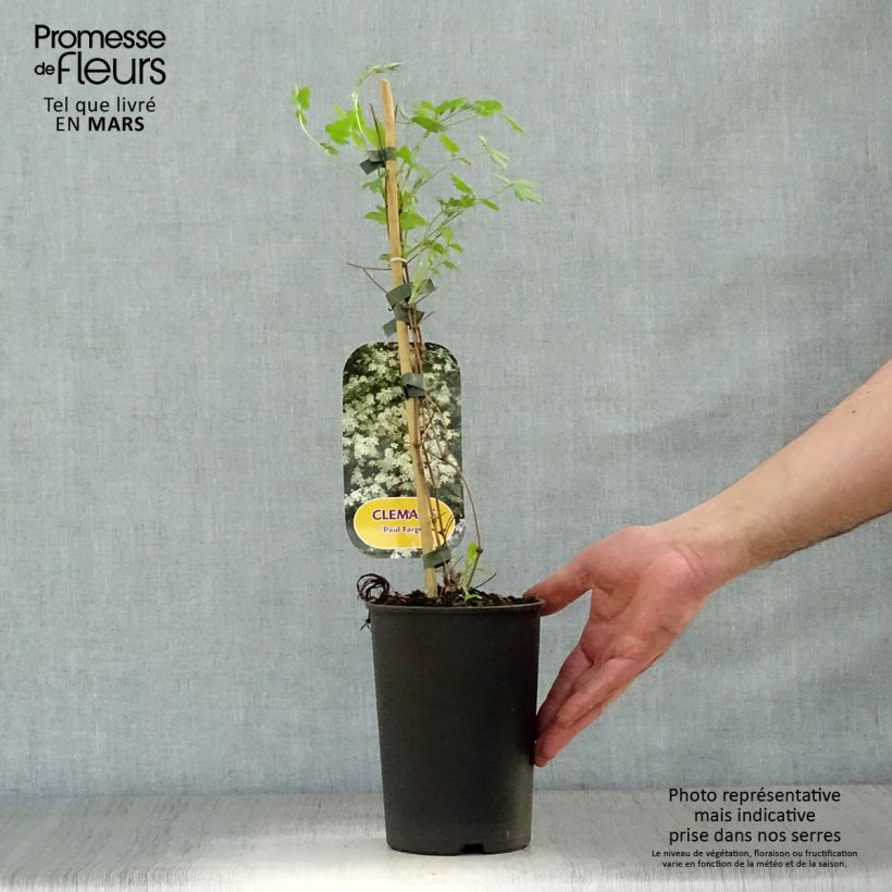 Amostra de Clematis Summersnow Vaso de 2 L/3 L tal como entregue na primavera