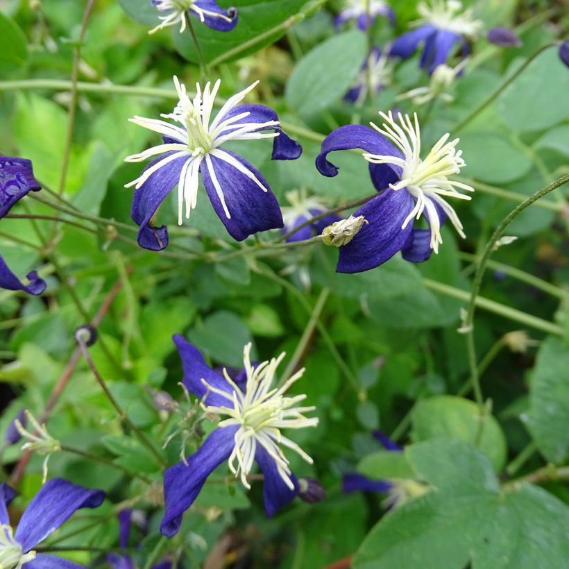 Clematis Aromatica (Floração)