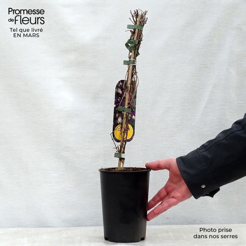 Amostra de Clematis Aromatica Vaso de 2 L/3 L tal como entregue na primavera