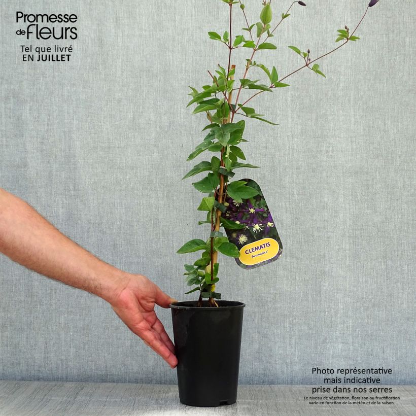 Amostra de Clematis Aromatica Vaso de 2 L/3 L tal como entregue no verão