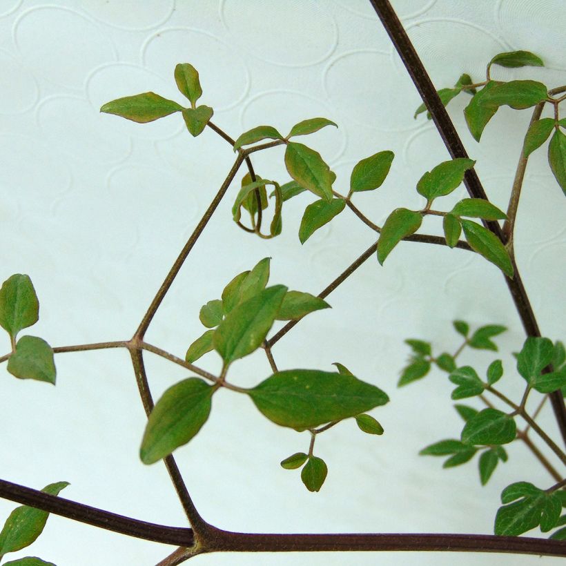 Clematis Sweet Summer Love (Folhagem)