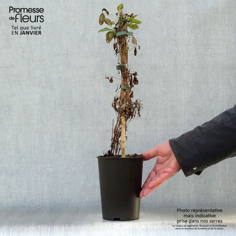 Amostra de Clématite - Clematis flammula Sweet Summer Love  Vaso de 2 L/3 L tal como entregue no inverno