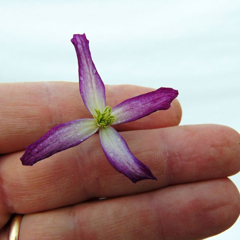 Clematis rubromarginata (Floração)