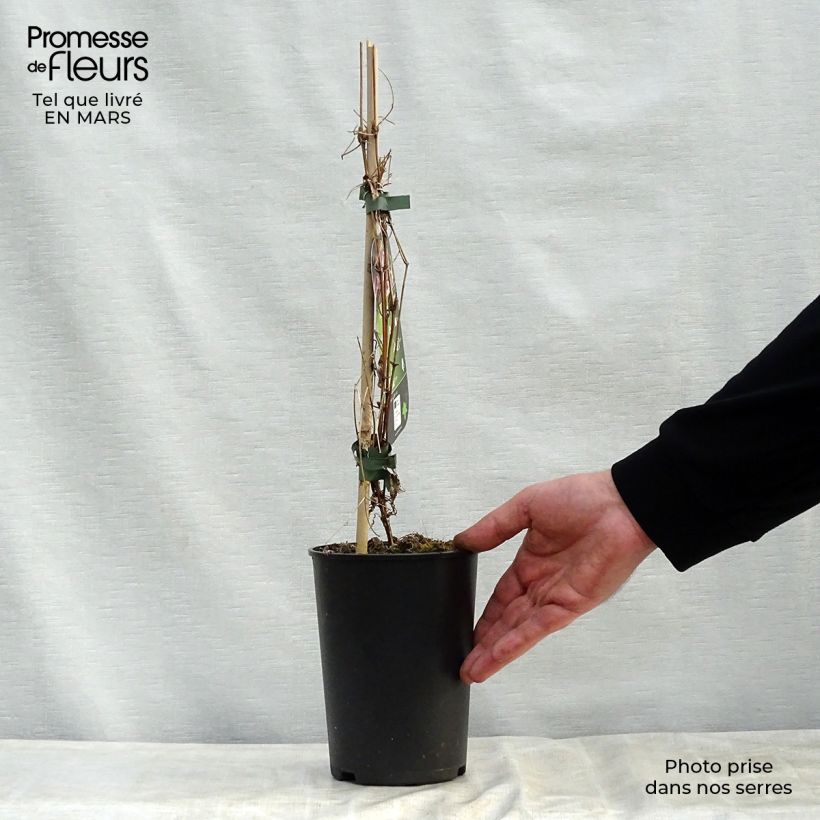 Amostra de Clematis rubromarginata Vaso de 2 L/3 L tal como entregue na primavera