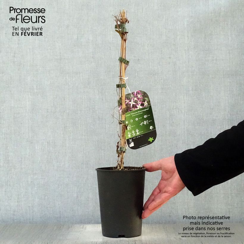 Amostra de Clematis rubromarginata Vaso de 2 L/3 L tal como entregue no inverno