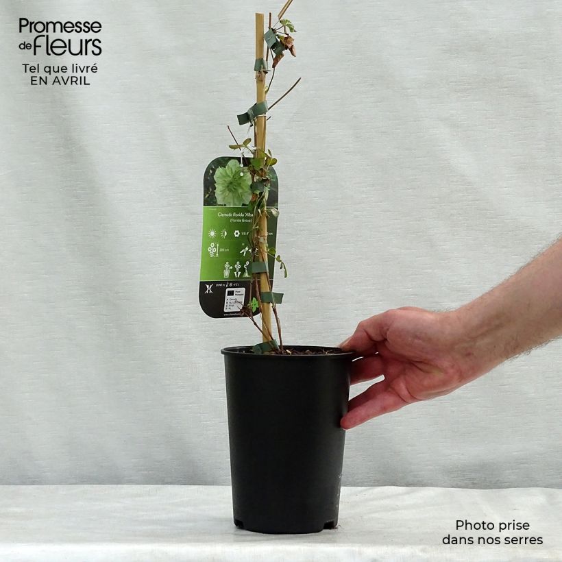 Amostra de Clematis florida alba plena Vaso de 2 L/3 L tal como entregue na primavera