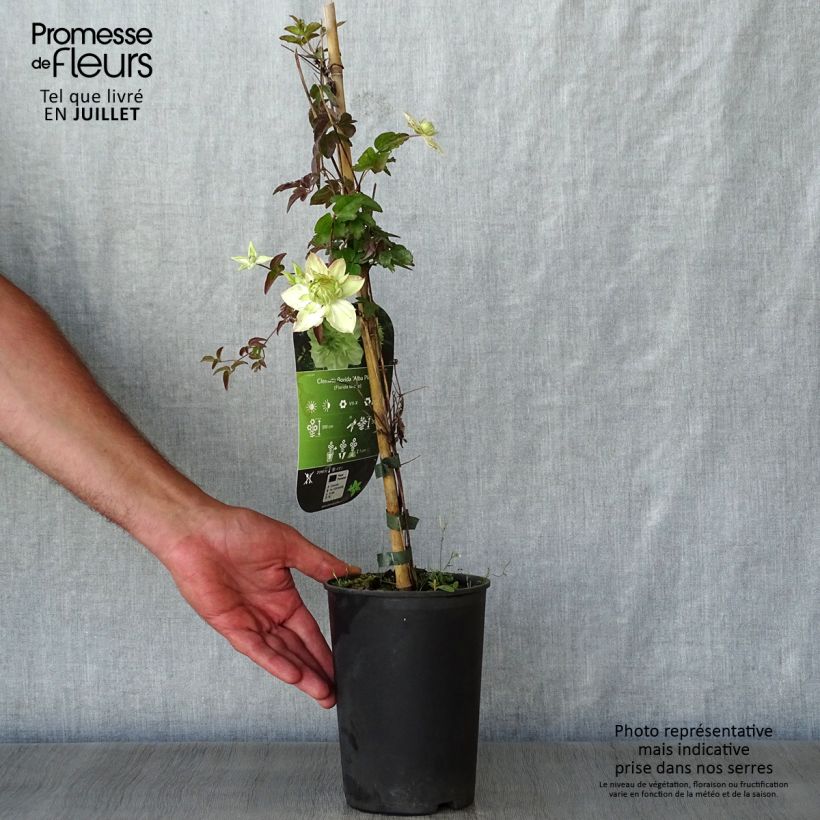 Amostra de Clematis florida alba plena Vaso de 2 L/3 L tal como entregue no verão