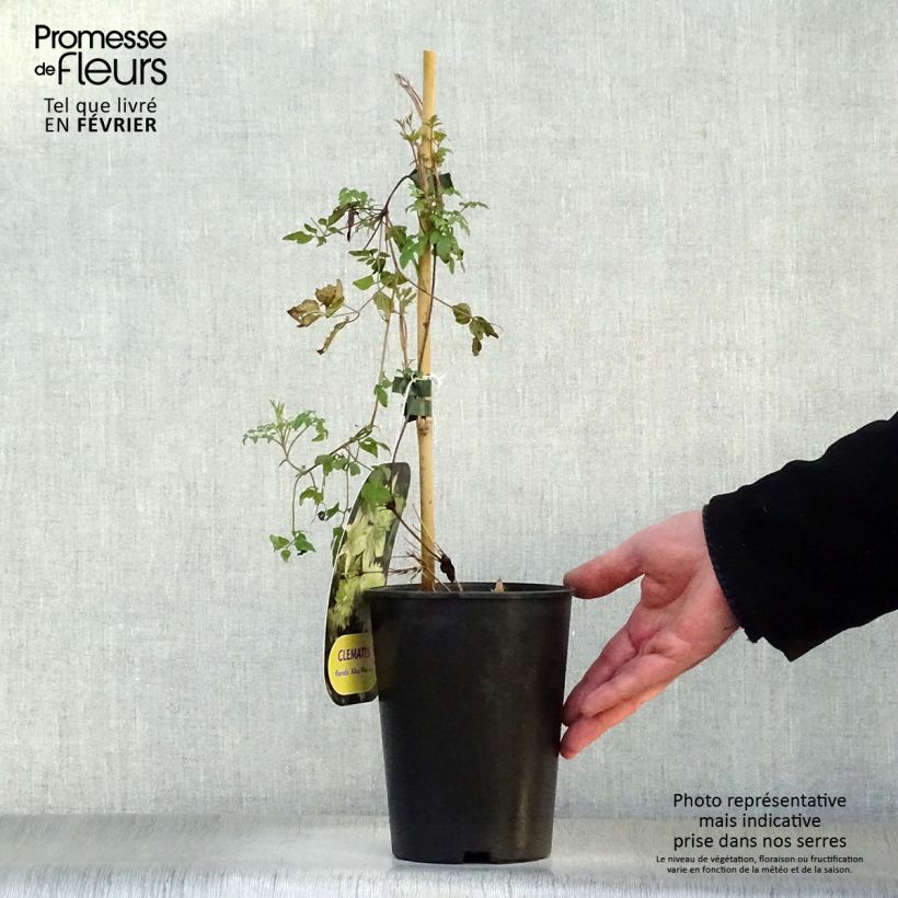 Amostra de Clématite - Clematis florida Alba Plena Vaso de 2 L/3 L tal como entregue no inverno