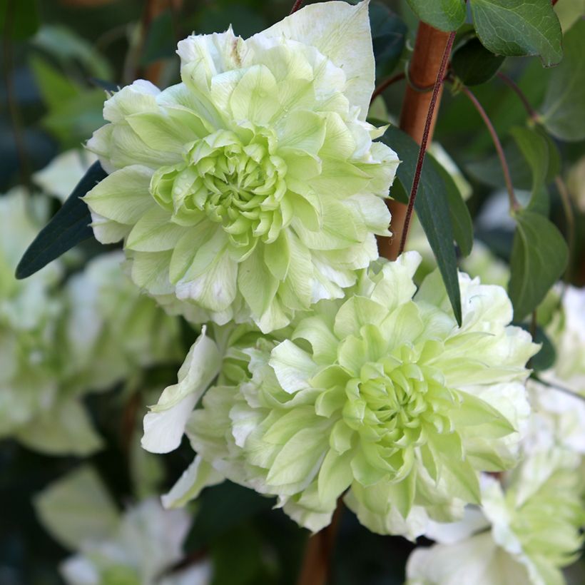 Clematis florida alba plena (Floração)