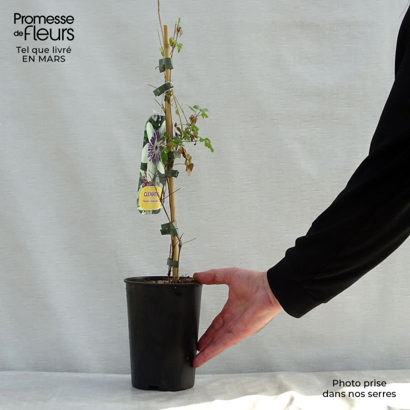 Amostra de Clematis Sieboldii, 'Bicolor' Vaso de 2 L/3 L tal como entregue na primavera