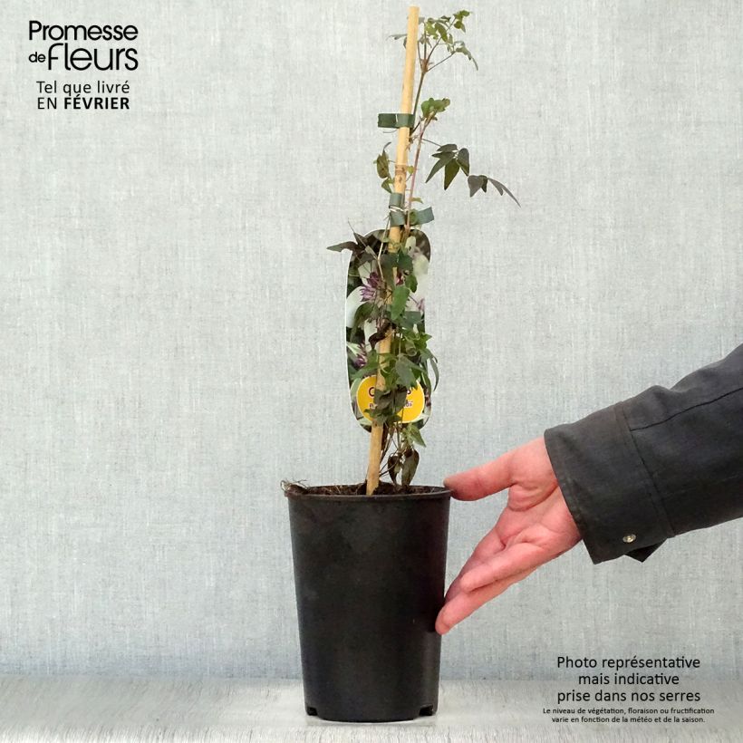 Amostra de Clématite - Clematis florida Sieboldii Vaso de 2 L/3 L tal como entregue no inverno