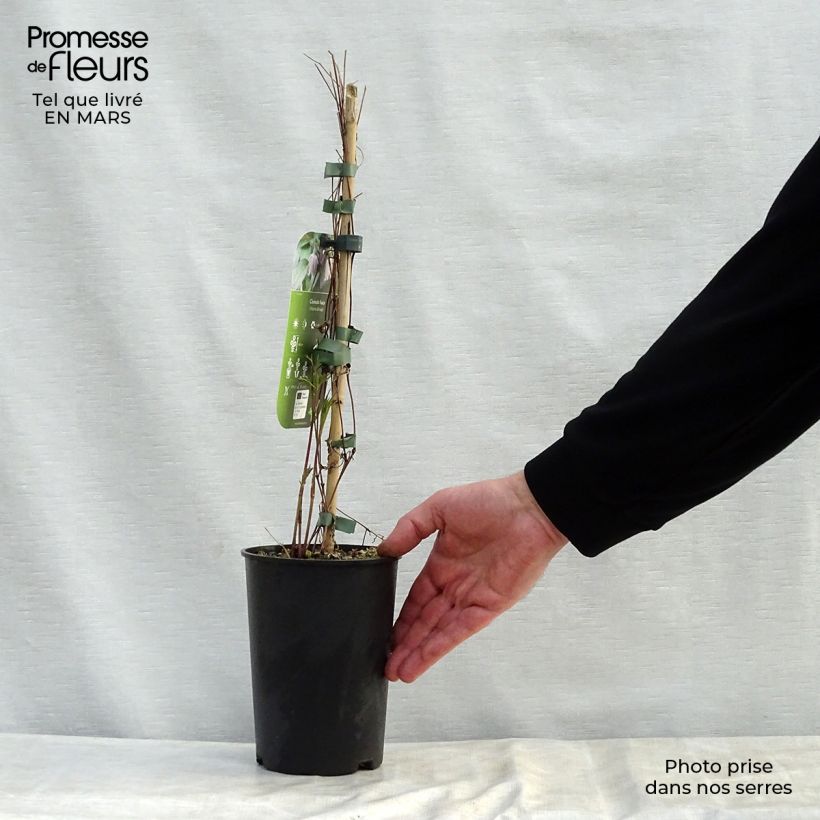 Amostra de Clematis fusca Vaso de 2 L/3 L tal como entregue na primavera