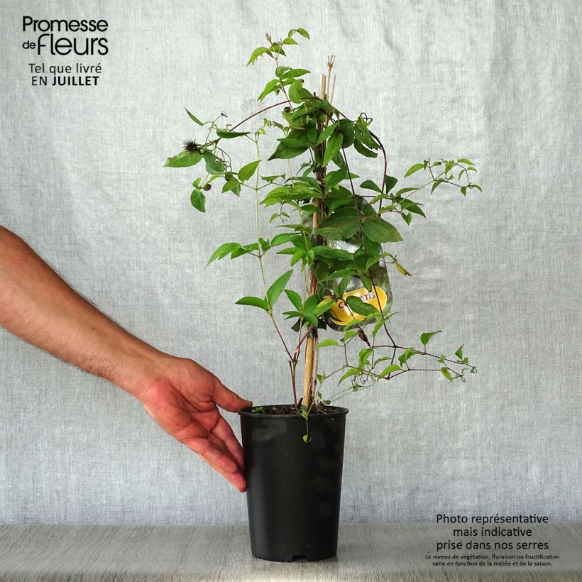 Amostra de Clematis fusca Vaso de 2 L/3 L tal como entregue no verão