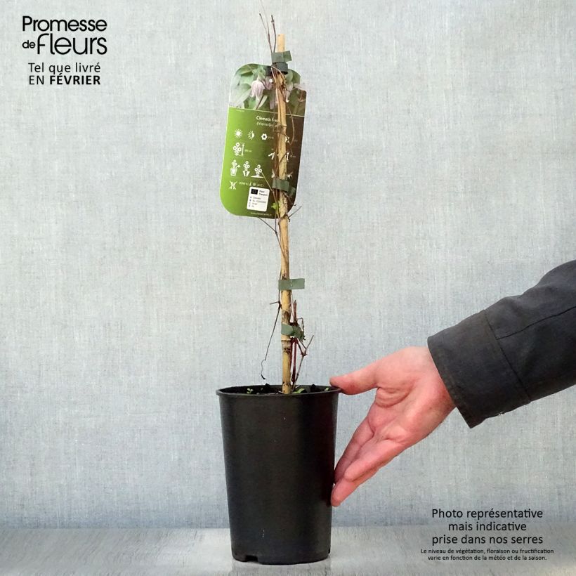 Amostra de Clématite - Clematis fusca Vaso de 2 L/3 L tal como entregue no inverno