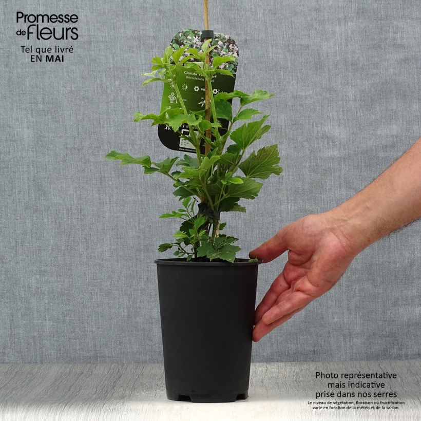 Amostra de Clematis heracleifolia Pink Dwarf - Clematite herbácea Vaso de 2 L/3 L tal como entregue na primavera