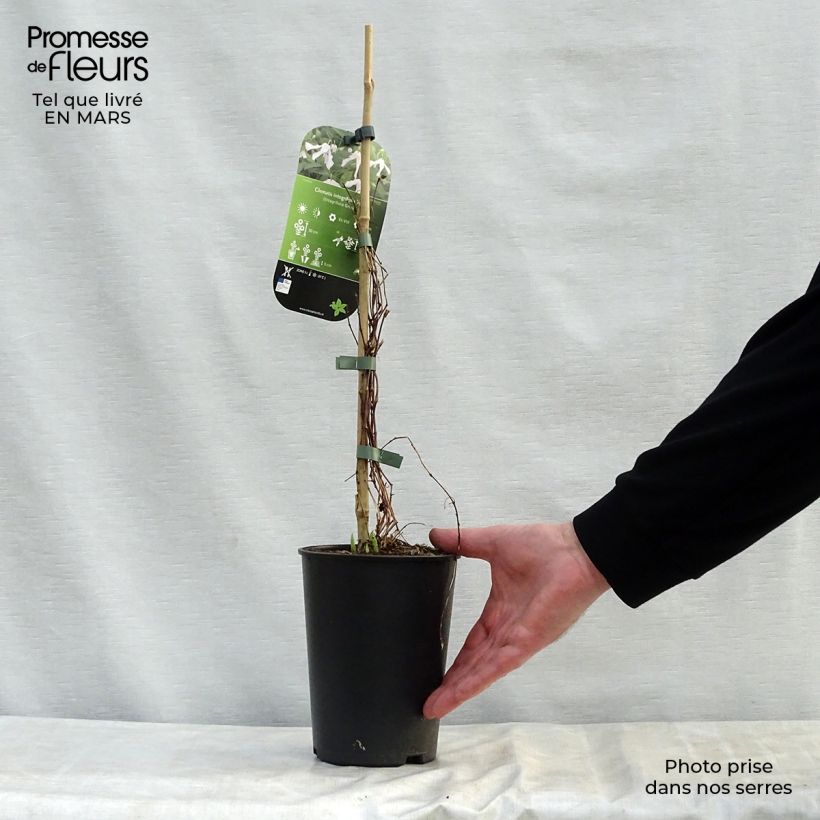 Amostra de Clematis integrifolia Alba Vaso de 2 L/3 L tal como entregue na primavera