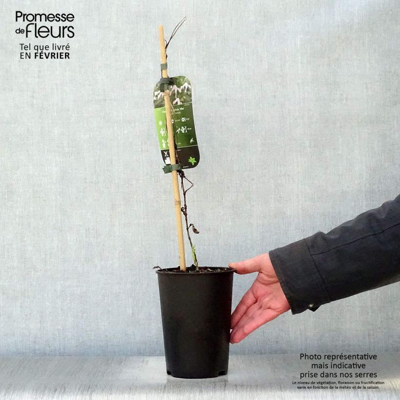 Amostra de Clématite - Clematis integrifolia Alba Vaso de 2 L/3 L tal como entregue no inverno