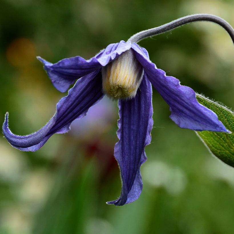 Clematis integrifolia Baby Blue (Floração)