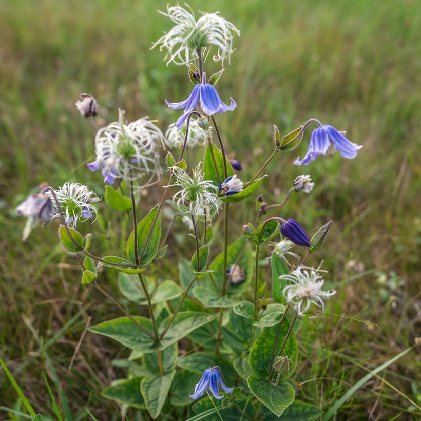 Clematis integrifolia Baby Blue (Hábito)