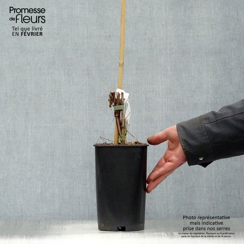 Amostra de Clématite - Clematis integrifolia Baby White Pot de 2L/3L tal como entregue no inverno