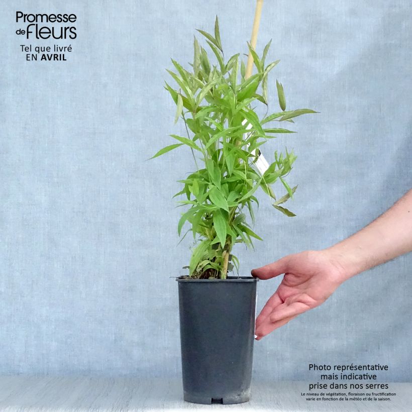 Amostra de Clematis integrifolia Baby White Vaso de 2 L/3 L tal como entregue na primavera