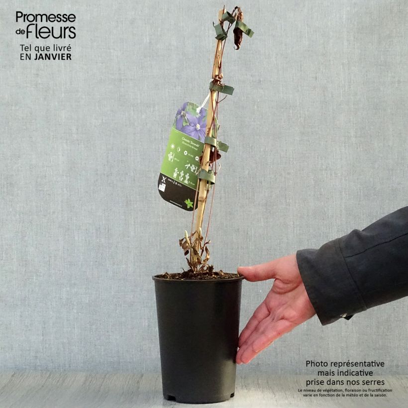Amostra de Clématite - Clematis integrifolia Durandii Vaso de 2 L/3 L tal como entregue no inverno