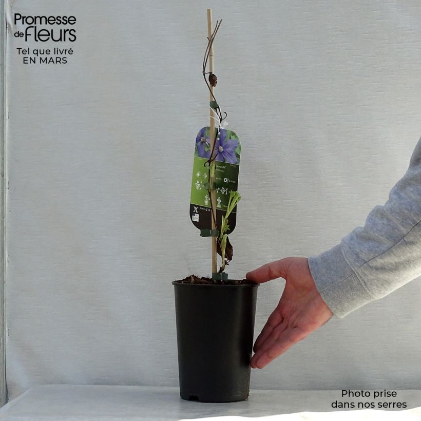 Amostra de Clematis Durandii Vaso de 2 L/3 L tal como entregue na primavera
